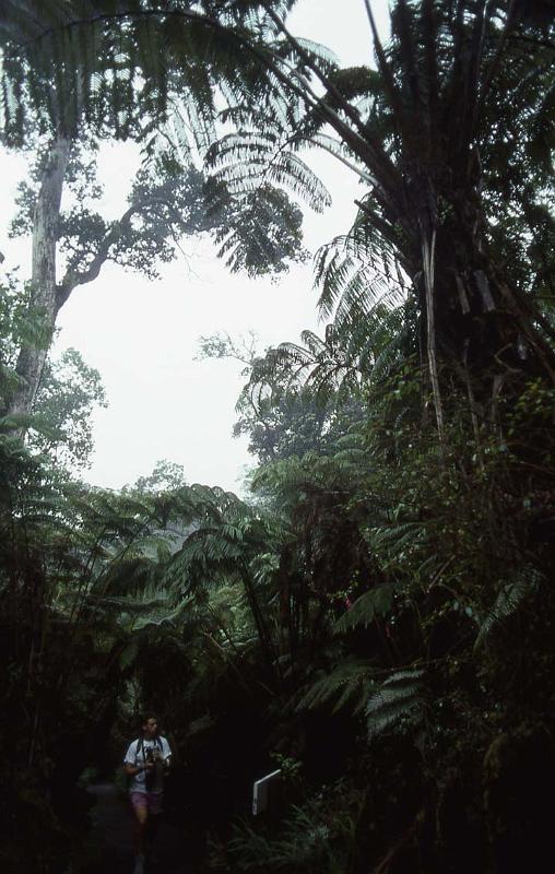 RWT 0011 001-09 Hawaii Jungle.jpg